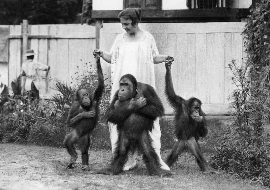 Lola Kreutzberg halt zwei Orang-Utans an der Hand, während ein dritter Affe vor ihr steht.